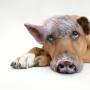 schweinehund_pixabay_suju_cc0.jpg